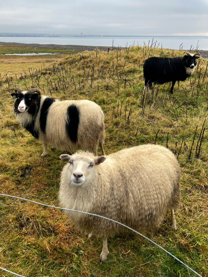 Three sheep, one white and two black and white, pose for the camera with the sea in the background.