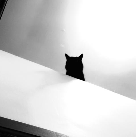 Black and white photo of a black cat named Brannagh in silhouette against a bright white background, appearing over a white angled surface, peering down at the viewer.