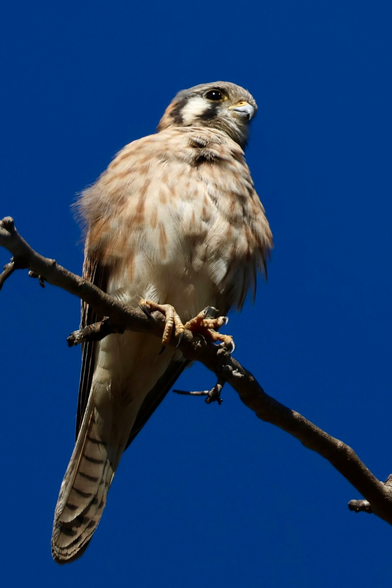 a tiny very cute raptor with huge eyes.