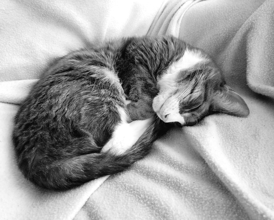 A grayscale photo of a curled-up cat named Dara sleeping on a soft, textured blanket. Dara has gray and white fur, with his head nestled between his paws and tail.