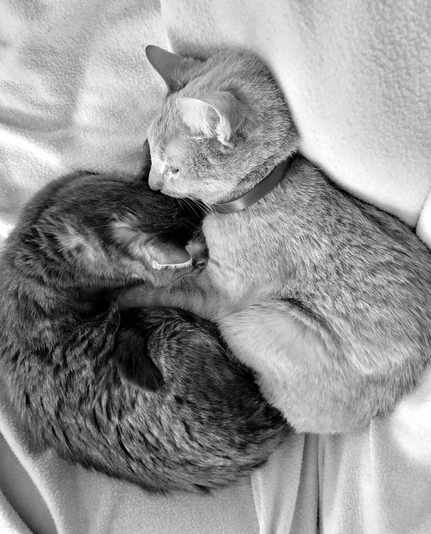 Two cats, Dara and Finn, curled together. One light (Finn) and one dark (Dara), lying on a soft white blanket; they are embracing and touching noses in a close-up black and white photo.