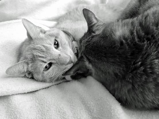 Two cats named Finn and Dara, on a soft, white blanket. Finn, facing the viewer, is light caramel, and the other, Dara, is nestled beside him.