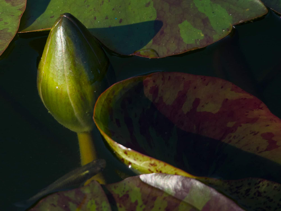 A water lily blossom about to open next to a blotchy red and green lily pad. Swimming by the blossom is a small koi fish that is maybe an inch long.