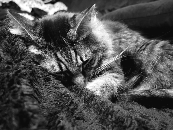 Black and white photo of a sleeping tabby cat named Ronan, curled up on a dark, plush surface. Ronan's face is the center of focus, with closed eyes, long whiskers, and prominent ears. The fur is striped and detailed, blending with the soft texture beneath.