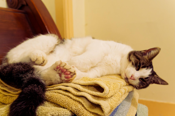 Cat rests on a pile of towels with her back two paws close to the camera,  one of which has way too many pads
