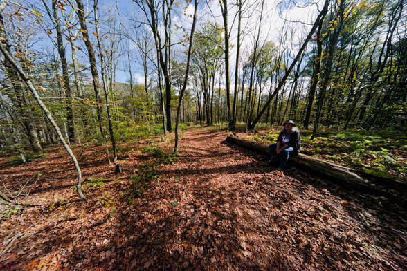 A man wearing as NASA T-Shirt under a hoodie looks tiny sitting on a log surrounded by a forest of young trees.