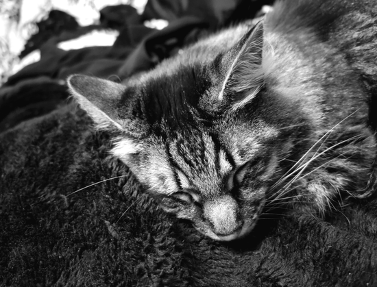Black and white close-up of a tabby cat named Ronan, sleeping on a black, fuzzy surface, with eyes closed and whiskers visible.