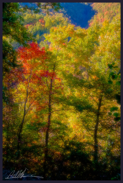 Yellow and orange autumn trees