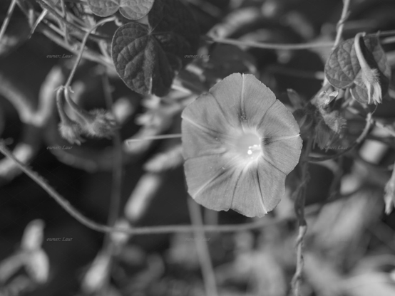 Flower, closeup, black and white, photo