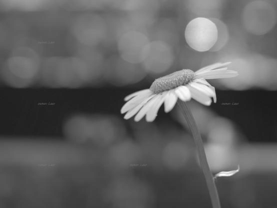 Flower, closeup, black and white, photo