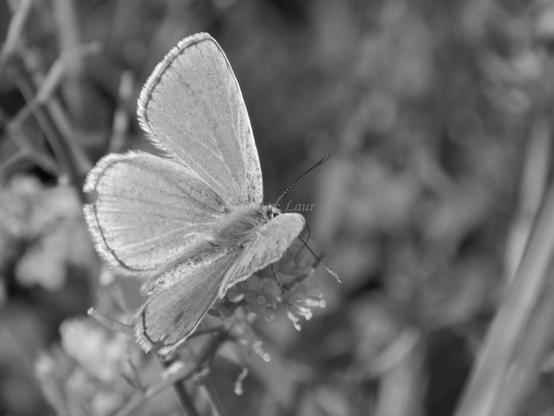 Butterfly, closeup, black and white,  photo