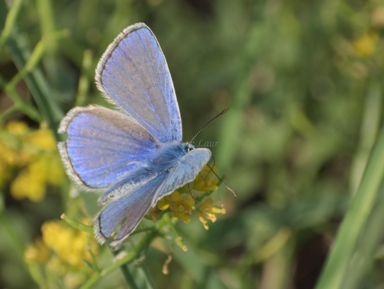 Butterfly, closeup, color, photo