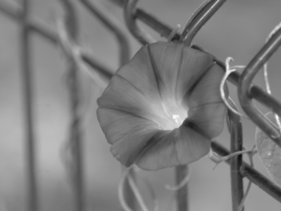 Flower, closeup, black and white, photo