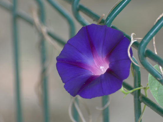 Flower, closeup, color, photo