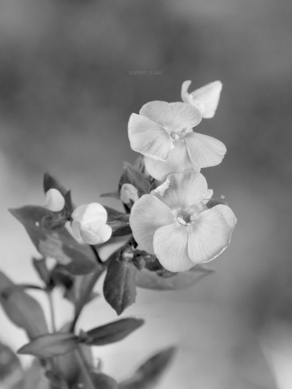 Flowers, closeup, black and white, photo