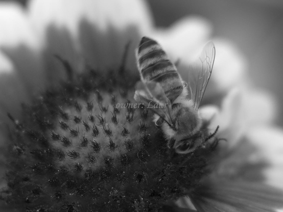 Bee, closeup, black and white, photo