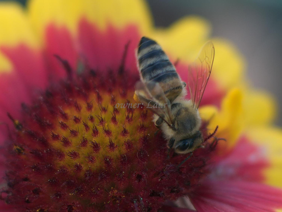 Bee, closeup, color, photo