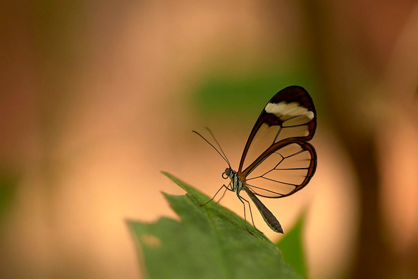 This is a close-up photograph of a glasswing butterfly perched on the tip of a green leaf. Its wings are mostly transparent with a dark brown to black border and a bold white horizontal band near the top. Fine veins trace through the glass-like wings, conveying a sense of fragility and elegance. The slim, dark body of the butterfly and its long antennae are in sharp focus, as are its thin legs gripping the textured leaf surface. The background is a blurred, gradient blend of warm tan, soft green hues with hints of orange and red, in gentle light emphasising the clarity and detail of the subject.