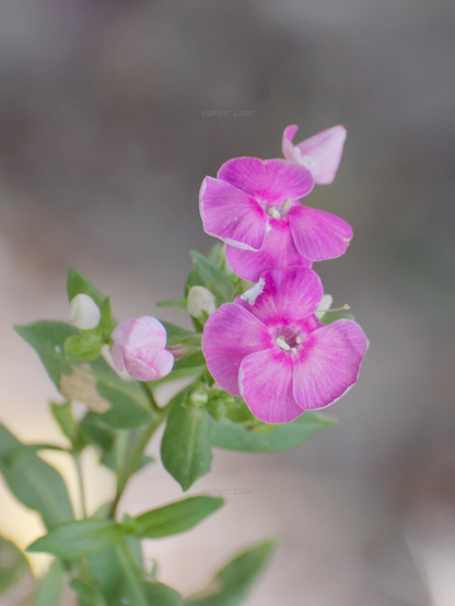 Flowers, closeup, color, photo