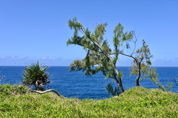 View out to sea with some small trees in the foreground under a very blue sky.
