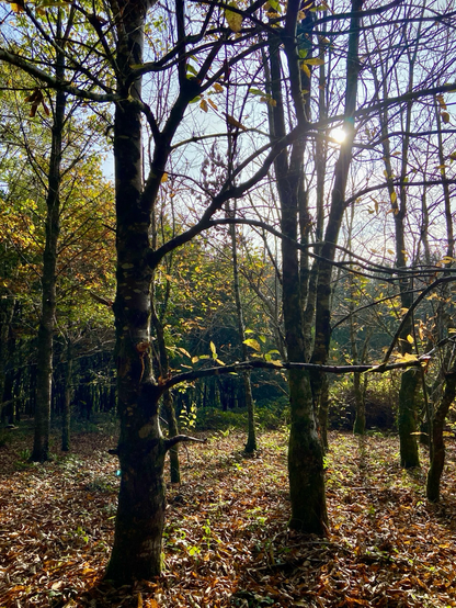 A number of tree trunks and branches with autumn leaves in a Cornish woodland.