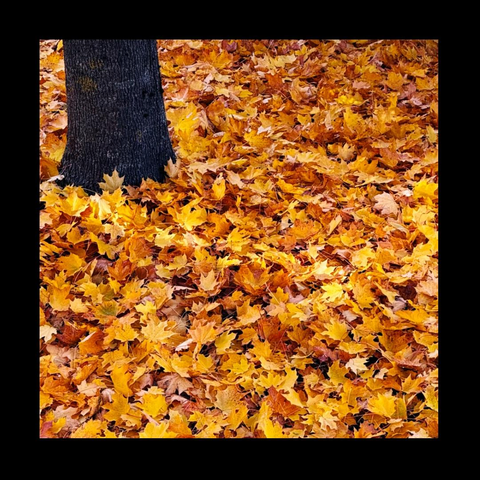 Orangener Blätterteppich mit Baumstamm