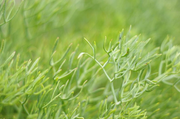 Crithmum maritimum, leaves, with beautiful organisation