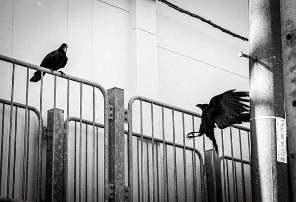 Dos corbs, un aturat sobre una reixa de ferro i un altre volant per aturar-se a la mateixa reixa de ferro.