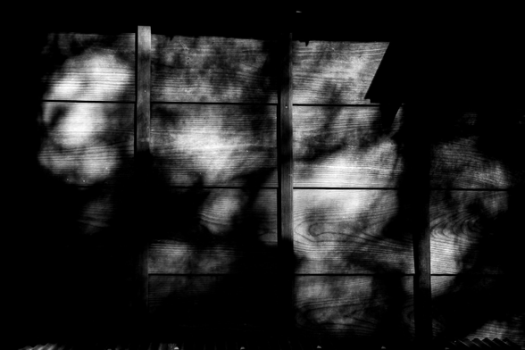 Ombres dels arbres reflectides sobre una paret de fusta.