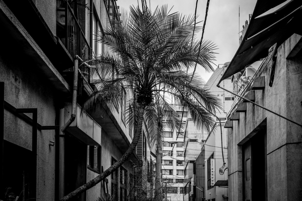 Palmera que surt d'un edifici i creix cap al celobert del carrer.