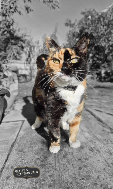 A calico cat, named Maisy, stands in the garden looking off to the side. The photo has been edited to leave only Maisy in full colour and the garden background is in black and white.

Taken from the same level as Maisy, we can see thick bushes and trees reach upwards behind her and a few pots on the patio.

Maisy is a classic calico pattern with black, white, and orange patches. Her fur looks soft and fluffy in the sunshine as she stands looking off to the distance. Her face is a beautiful almost half and half colouring and her white whiskers fan out.