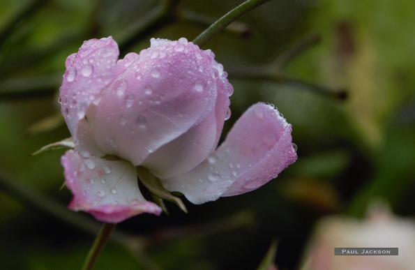 A pink rose, wet from the mist, blooms beautifully. Its petals, layered and delicate, are highlighted by the sparkling water droplets. The blurred background draws attention to the flower's stunning details.

The photos capture the delicate beauty of the roses, with their soft petals and gentle curves. The mist adds a touch of magic, making the flower seem almost jewelled in appearance.
