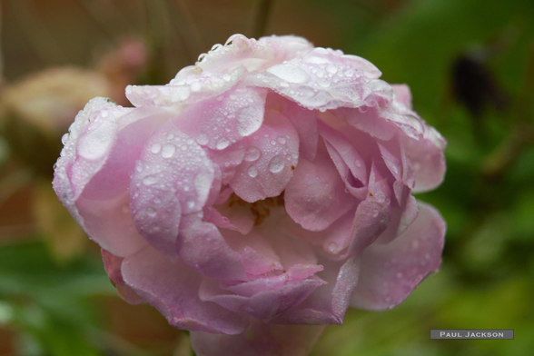 A beautiful, pink rose covered in water droplets. The rose is in full bloom, with many layers of petals creating a lush, full appearance. 

The water droplets reflect the light, adding to the beauty of the flower. The background is blurred, drawing attention to the rose and its intricate details.