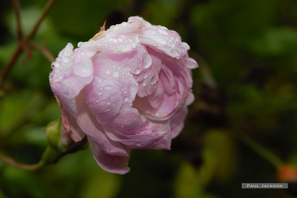 A vibrant pink rose, covered in sparkling water droplets, in full bloom. The blurred background highlights its intricate beauty.