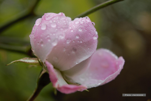 A pink rose, wet with droplets of mist, is in full bloom. Its petals are soft and layered. The water droplets give it an almost jewelled appearance.