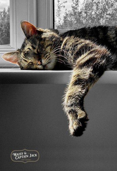 Captain Jack, the grey tabby cat, is asleep on a window sill. 

He has one paw dangling over the edge into the room and he is bathed in sunshine. He is lying with his face towards us and eyes tight shut. The light is highlighting his face and dangling paw and the photo has been edited with a selective colour technique to make the background black & white while leaving Captain Jack in full  colour.