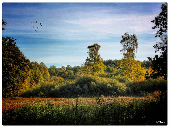 Bildbeschreibung: 
Blick auf eine Freifläche mit wildwachsenden Gräsern und anderen Pflanzen. In der Mitte des Bilds einige wild bewachsene im Halbschatten liegende Hügel vor dem Beginn eines Waldes. Einige Möwen ziehen an dem hellblauem Himmel der mit nur wenigen Wolken bedeckt ist vorbei.