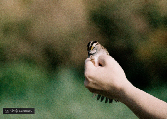 Petit oiseau dans une main prêt à prendre son envol après avoir été bagué pour une étude scientifique. Photographie par Cindy Cinnamon