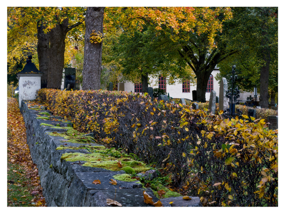 En liggande bild på en kyrkogård sedd från just utanför en stenmur som har endel mossa på toppen. Just innanför muren går en häck med orangea blad, innanför den gravar och träd med gröna och gula löv. Längt bort ligger kyrkan, vit puts med röda fönsterramar.