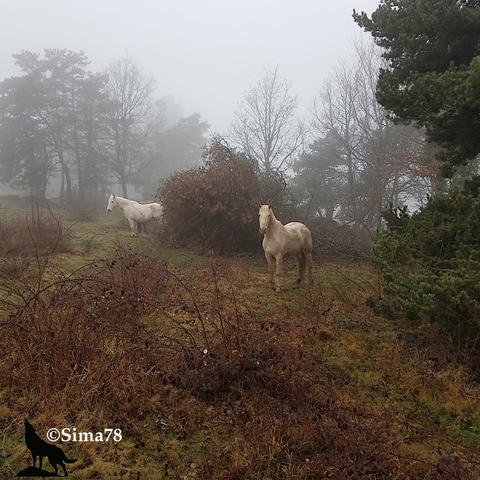 Deux chevaux blancs dans un pré brumeux, entourés de végétation et d’arbres en arrière-plan.
Two white horses in a misty meadow, surrounded by vegetation and trees in the background.
Dos caballos blancos en un prado brumoso, rodeados de vegetación y árboles al fondo.
