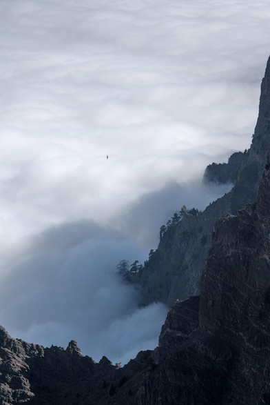 Fotografía de un paisaje ocupado en su mayoria por nubes vistas desde arriba, en el margen inferior y el derecho, estribaciones montañosas de roca enmarcan la imagen con arboles dispersos sobre algunas de las crestas. En el centro izquierda una silueta de una golondrina diminuta completa la imagen.