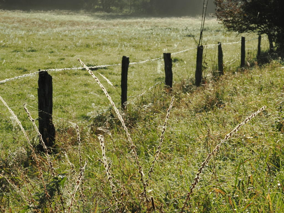 Blick auf eine grüne Wiese. Überall glitzern Tautropfen im Gegenlicht. Von links nach rechts verläuft ein Weidezaun an dessen Draht viele Tautropfen eine Perlenspur bilden. Im Vordergrund sind einige Stiele von verblühten Blumen. Sie sind komplett in Spinnennetze eingesponnen die im Gegenlicht glitzern.