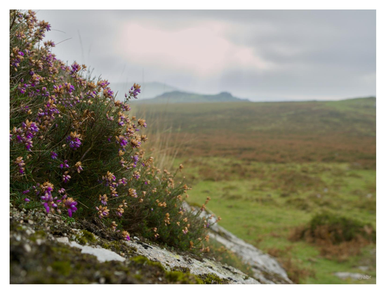 Moorland. Yellow and purple flowers on a rocky surface. On the horizon, sun tries to push through the clouds.