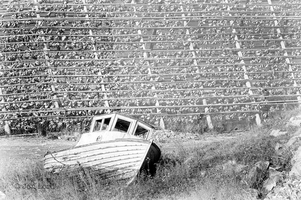 This is a black and white photo in landscape format of an old, laid-up fishing boat and a large wood frame or rack with fish drying on it. Honningsvåg, Norway (2015).
In the right lower corner is a rocky outcrop with sparse long grass and vegetation that falls away towards the left. Beneath and to the left of centre is, among the grass is an old wooden fishing boat, viewed from the bow and left side towards the camera and perhaps five metres long, with a raised cabin at the front and open to the rear. The horizontal planks of wood making up the clinker built hull are clearly visible, the paint long since flaked away. In the background, from the lower quarter to the top of the photo and from the left margin to the right is a Fish Flake. This is made from long wooden poles fashioned into multiple 'A' frames and the connected to each other with further long poles. This one is perhaps five metres tall and thirty or more metres long. More poles are attached horizontally to the frame at one metre intervals from the base to the apex. From these poles, fish are hung in the open to dry and cure, often Cod, and in these photo: fish heads. The entire structure is the covered with nets to deter birds. 