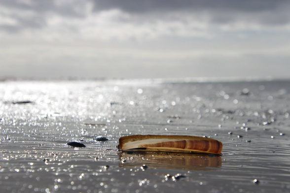Das Bild einer Schwertmuschel, in sehr flachem Winkel aufgenommen.
Der Strand bis zum Horizont ist ansonsten leer, der Himmel daüber grau bewölkt, von links kommt strahlender Sonnenschein 