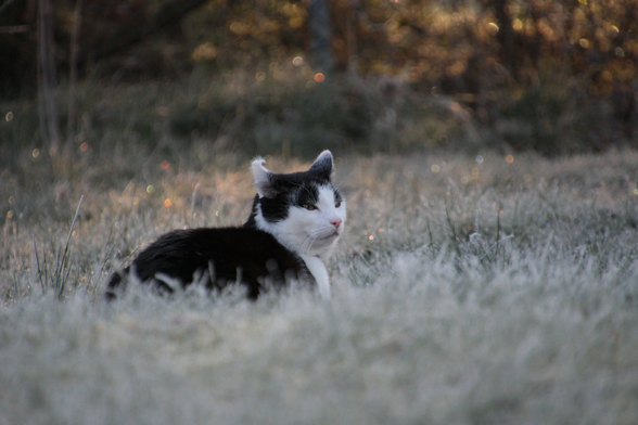 Ein schwarz-weißer EKH-Kater sitzt im  übergereiften Gras im Morgenlicht