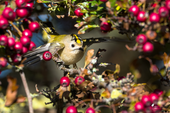 A small beige, olive, black, and yellow songbird with spread wings inside a bush with many red berries. Its characteristic feature is the yellow stripe with a black outline on top of its head, looking like it will start gold-bending anytime soon.