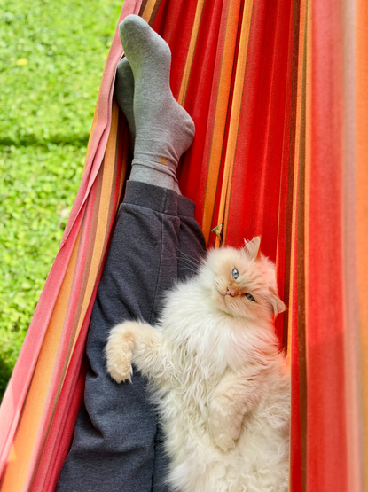Eine flauschige weiße Katze liegt entspannt neben einer Person in einer rot gestreiften Hängematte. Die Katze blickt ruhig in die Kamera, während im Hintergrund grünes Gras zu sehen ist. Das Bild strahlt Ruhe aus.