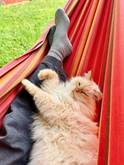 Eine flauschige weiße Katze liegt entspannt neben einer Person in einer rot gestreiften Hängematte. Die Katze blickt schläfrig, während im Hintergrund grünes Gras zu sehen ist. Das Bild strahlt Ruhe aus.