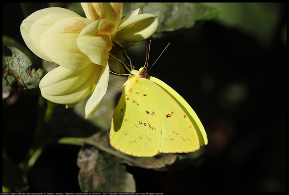 A Cloudless Sulphur (Phoebis sennae) butterfly was standing on a yellow Dahlia flower in Norman, Oklahoma, United States on October 5, 2025.